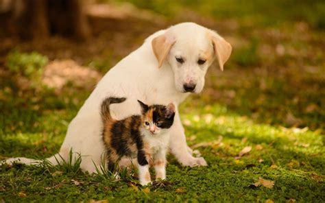 Kittens and puppies - Browse 29,800+ kittens and puppies stock photos and images available, or search for dog and cat or puppy to find more great stock photos and pictures. dog and cat; puppy; …